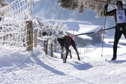 Lenk 2013